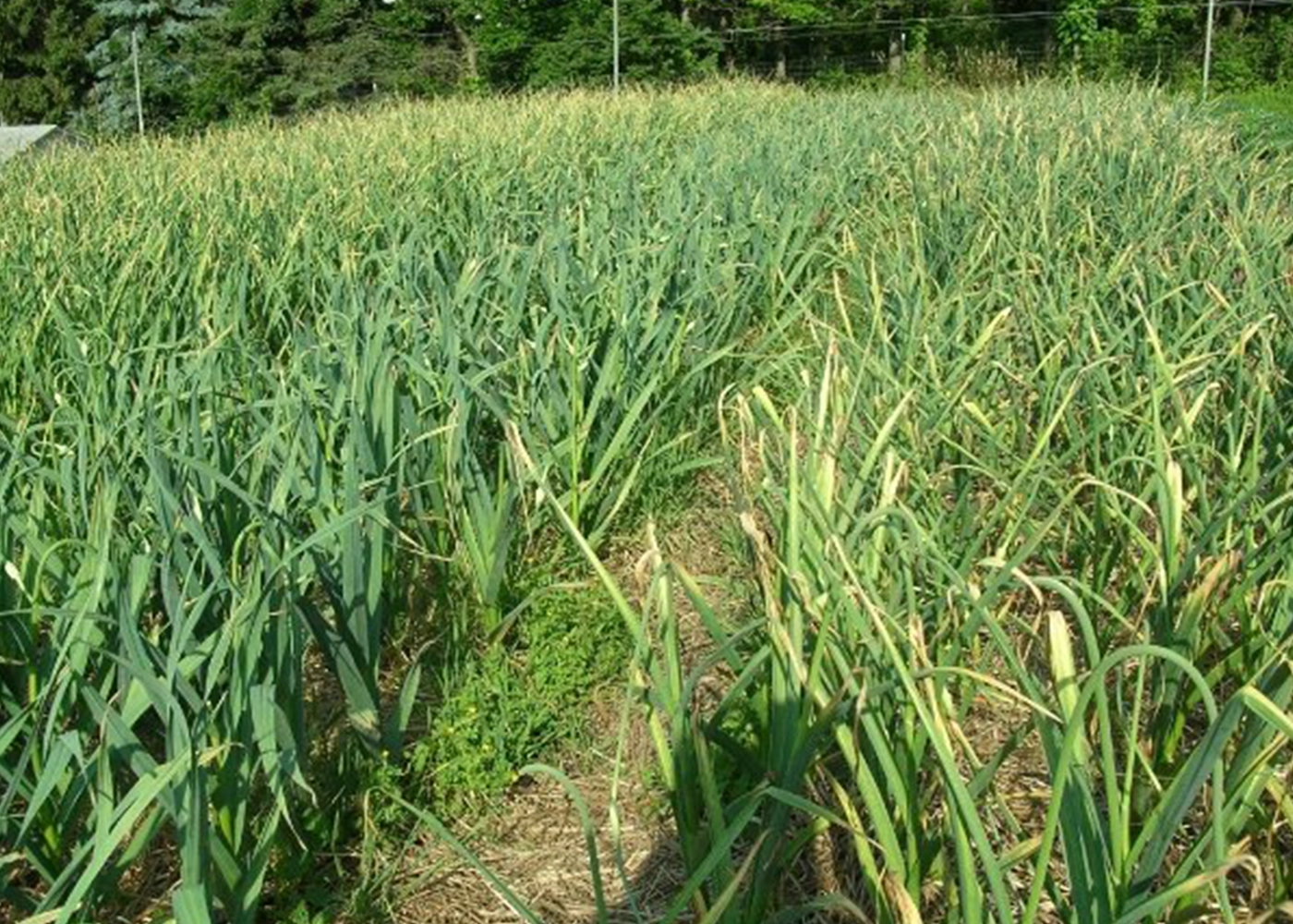 Close-up of farm plants